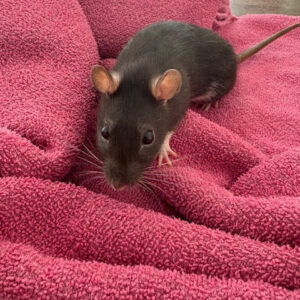 Dot - Female Rat