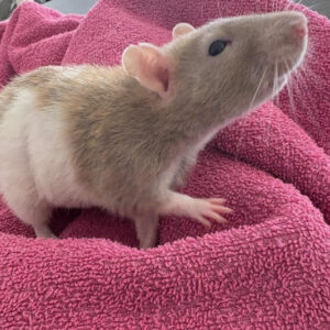 Ginger nut - Female Rat
