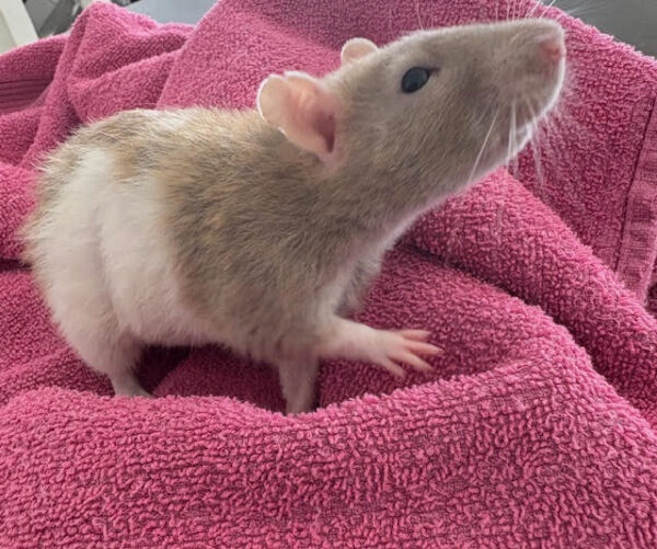 Ginger nut - Female Rat