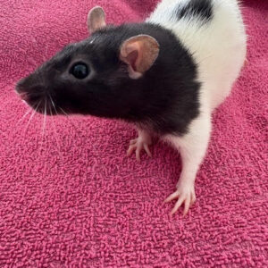 Marshmallow - Female Rat