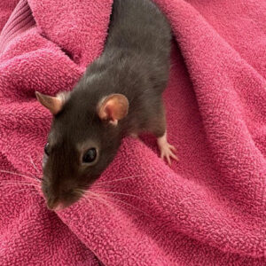 Rose - Female Rat
