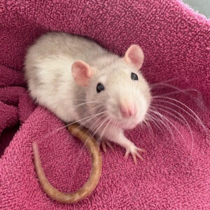 Sofia - Female Rat